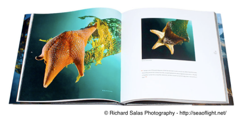 Sea of Light, Book by Richard Salas